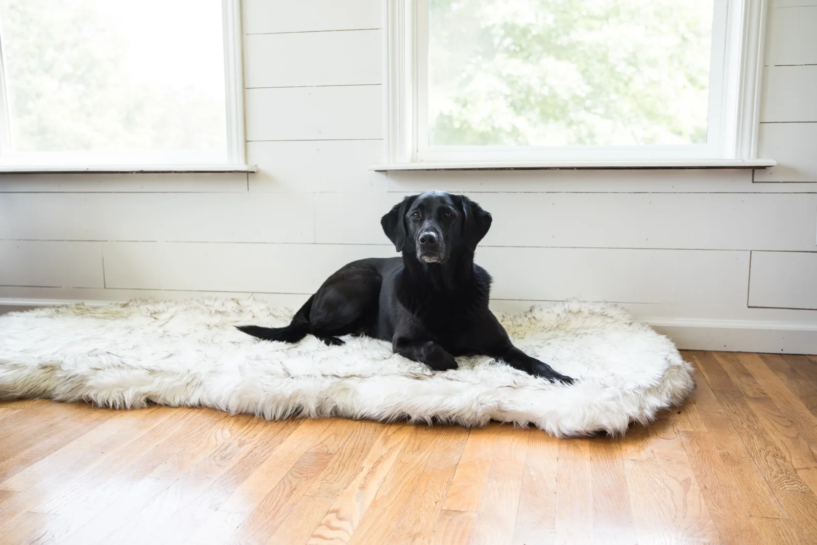 【Pet】Pretor Puprug Runner Faux Fur Memory Foam Dog Curve Mat