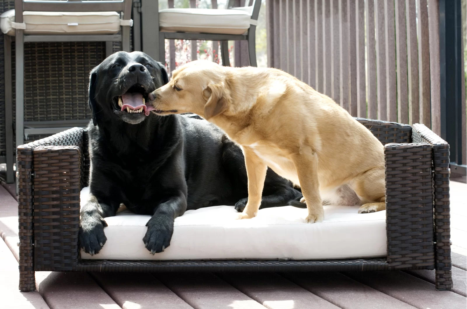 【Pet】Cristobal Rattan Rectangular Dog Sofa